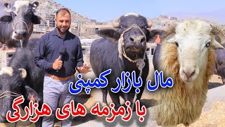 عید مبارک بازار مواشی برای قربانی،یک رس گوسفند کندوزی یک ساله 35 هزار🤔Jamshid Ghazanfari