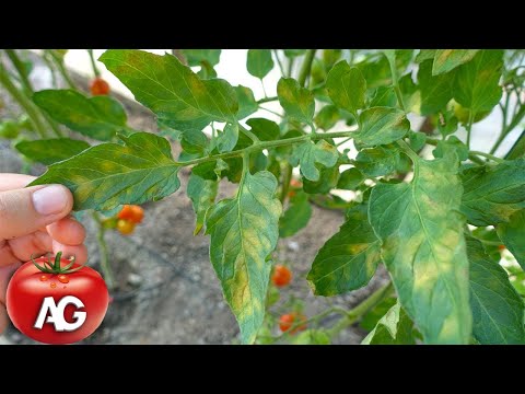 Video: The use of iodine in the garden: plant nutrition, pest and disease control