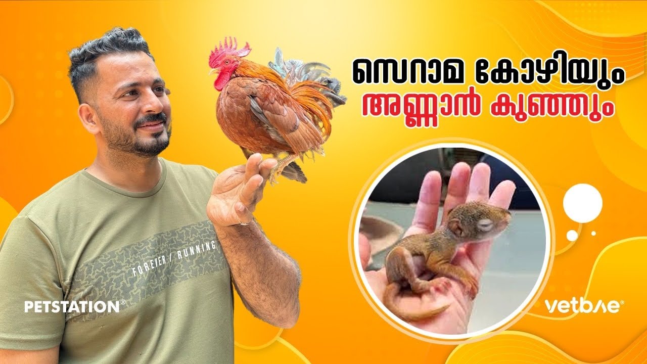 അണ്ണാൻ പ്രസവിച്ച കുഞ്ഞിനെ നമുക്ക്‌ പുറത്തെടുത്താലോ?? സെറാമ എന്ന കുഞ്ഞൻ കോഴി.. Serama chicken 🐔