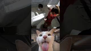 Got revenge 😎 #cat #meme #funny