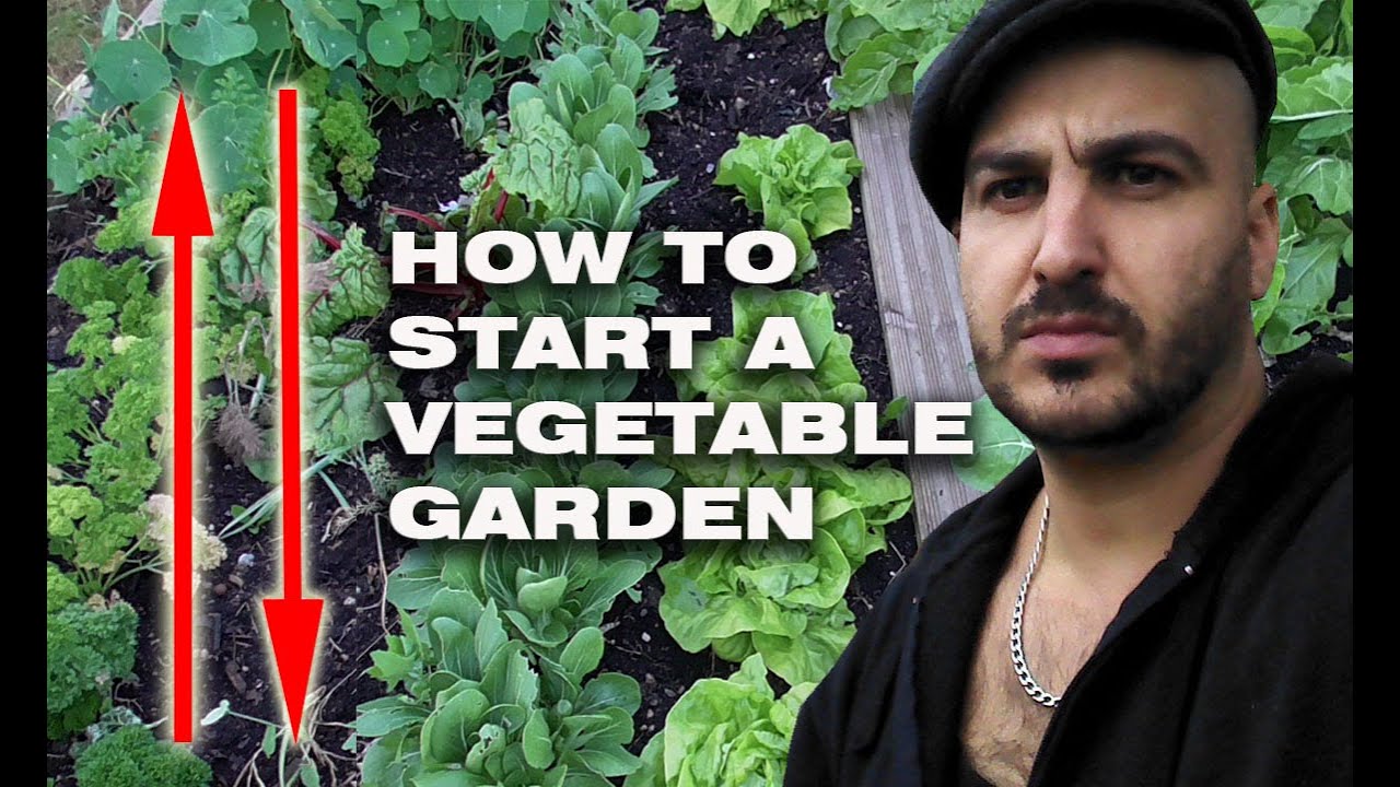 15 Essential tips for starting a vegetable garden - YouTube