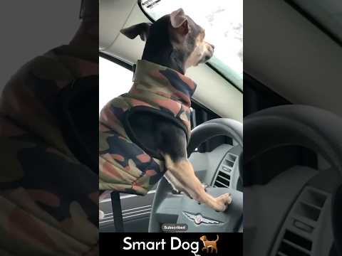 Dog Driving Car🐶🫡
