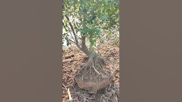 Tùng đen, cứt chuột củ bệ đẹp gl ae . lh.0969377818 #bonsaivietnam #tungden #bonsaitree #caybonsai