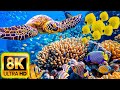 [NEW] 11H Stunning 8K Underwater Wonders - Relaxing Music | Coral Reefs, Fish &amp; Colorful Sea Life