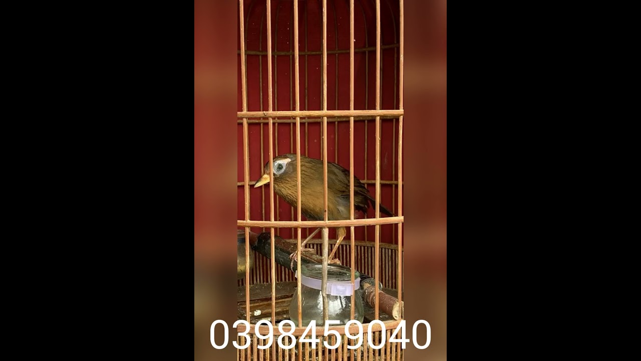 Tối 25/2 khai xuân đầu năm hàng ấp ủ siêu vip ae qt zalo 0398459040