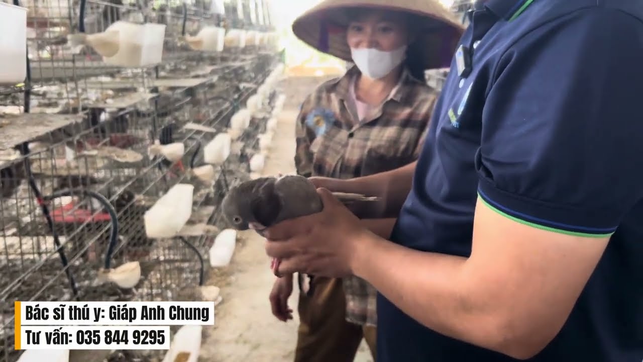 Các nguyên nhân vẹo cổ ở chim bồ câu