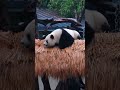二館長好喜歡這個公主房,喫飯.悠閒的躺平在下面的繃帶牀上,怎一個舒服了得 #大熊貓渝愛 #治癒系 #來這吸熊貓