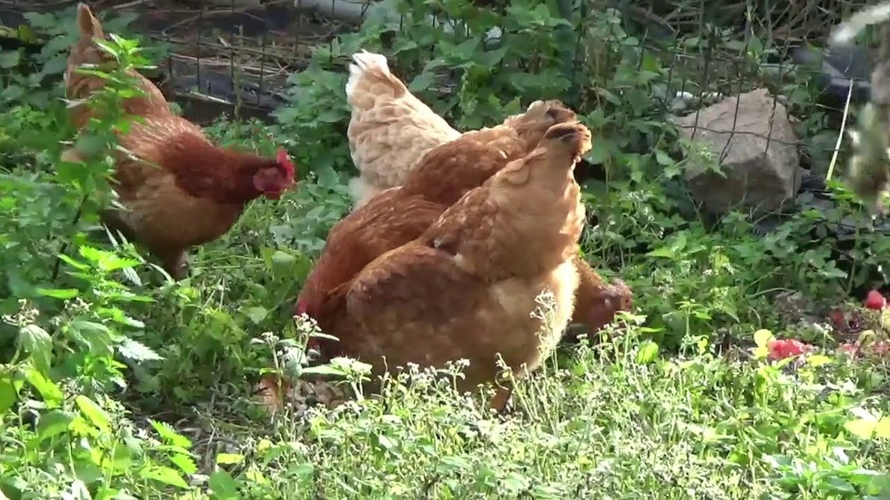 Des poules en vacances - YouTube