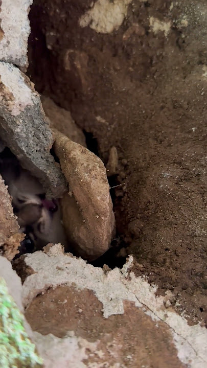 Kitten Found Among Rocks || ViralHog