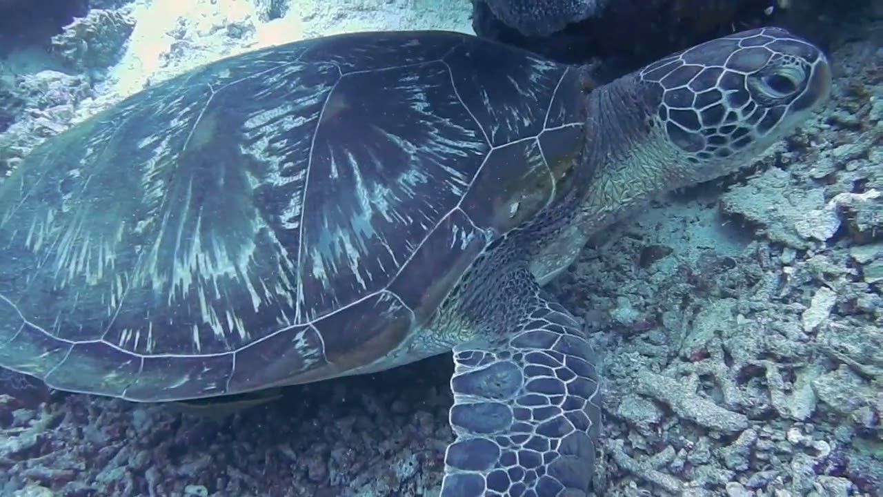 Dance with the waves, move with the sea. Let the rhythm of the water set your soul free.