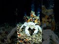 The Ocean’s Strangest Crab Revealed 🦀