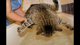 😺 Экстремальное купание! 🐈 Смешное видео с котами и котятами для хорошего настроения! 😸