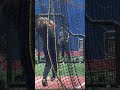 Cookie Cerny Cangelosi Sparks 15U Schaumburg Saxons #baseballgirl #womensbaseball