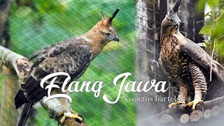 DOCKUMENTER ELANG JAWA (Nisaetus bartelsi Garuda)