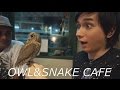 Bacouple VS Owl and Snake Cafe! バカップルVSフクロウと蛇カフェ