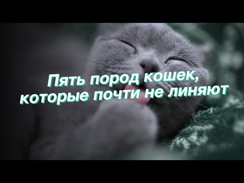 Пять пород кошек, которые почти не линяют