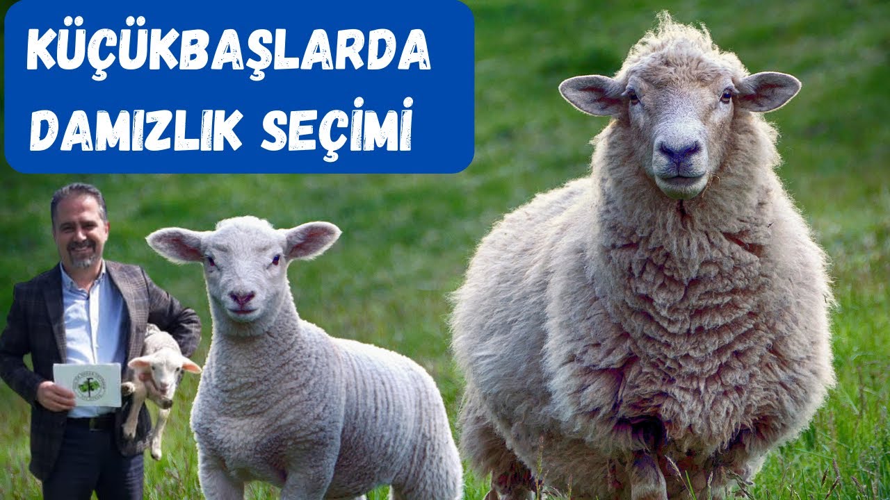 Başçoban Koyunda Damızlık Nasıl Seçilir Nelere Dikkat Etmeliyiz.