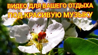 Видео для Вашего отдыха под красивую музыку. Для релаксации. #Релакс.