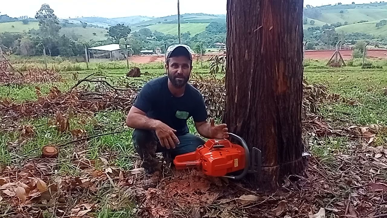 Algumas dicas bázicas aí galera a respeito de abate de árvore 🌲