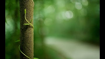 How to create Bokeh Blur in Background photoshope cc 2017 New Edition.