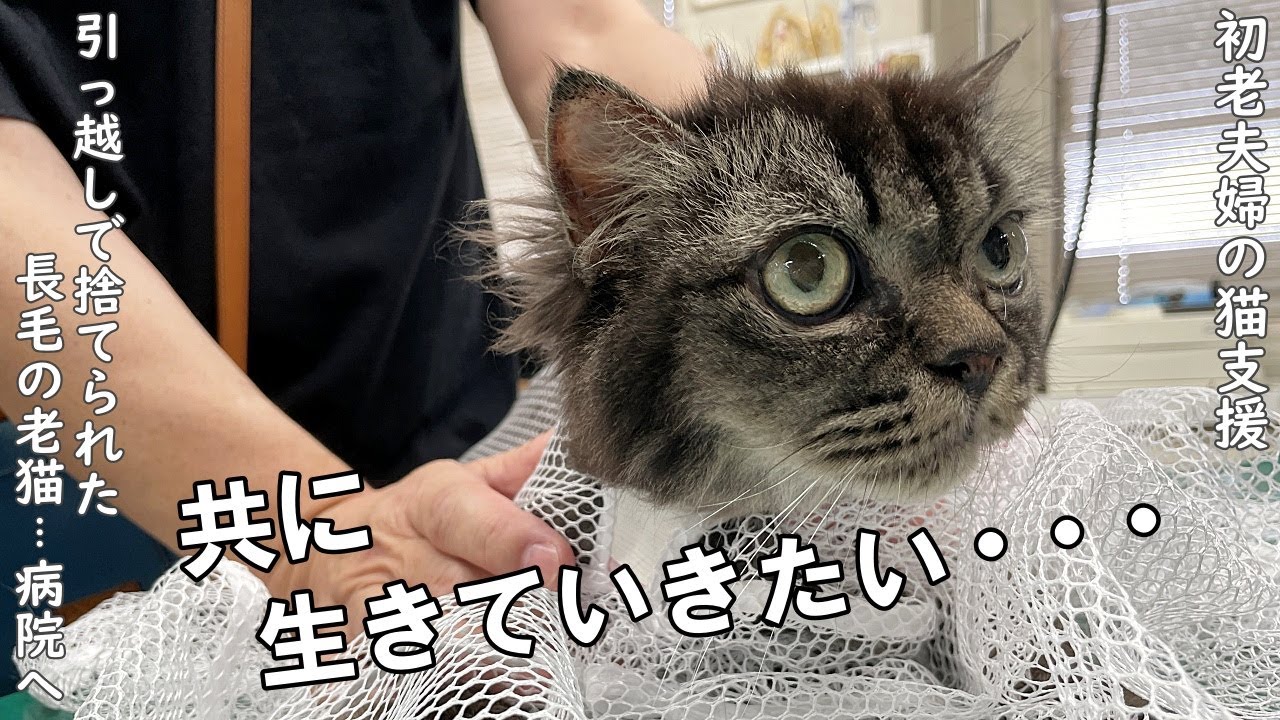 引っ越しで捨てられた長毛のかわいい老猫さん 病院へ 野良猫支援 Youtube