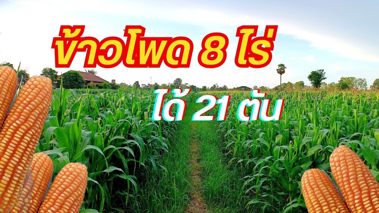 ปลูกมาทุกอย่าง สุดท้ายมาจบที่ข้าวโพดเลี้ยงสัตว์ ทำ 8 ไร่ ได้ 21 ตัน