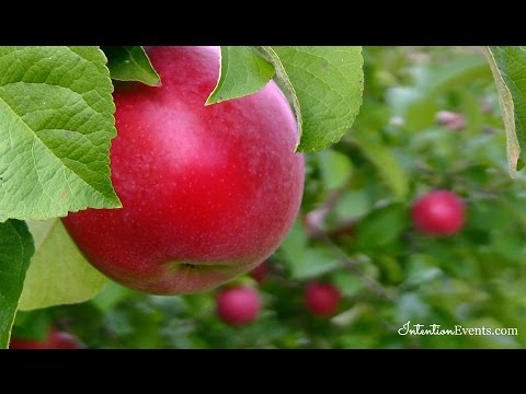 Video: Pokok Epal Untuk Taman Zon 5: Pokok Epal Yang Tumbuh Di Zon 5