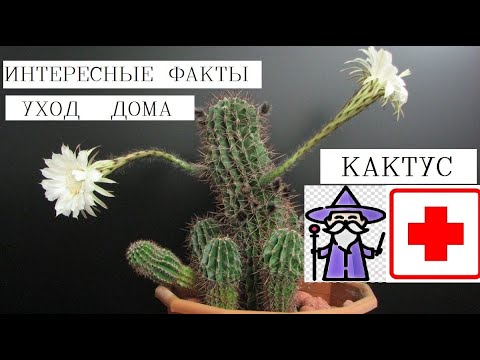 Самые сильные обереги
