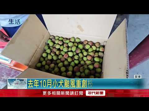 荔枝產量暴跌！ 頂級玉荷包「要價不斐」 3顆可買1個便當