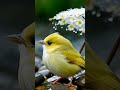 Soothing Light Music for Stress Relief | Peaceful Sounds & Beautiful Birds to Relax Your Soul