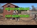 Installing Bird Net to Keep Hawks Away Chickens: Homesteading