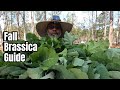 Grow AMAZING Brassicas at Home Easily Now