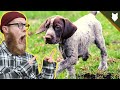 What To Do With A NEW GERMAN SHORTHAIRED POINTER PUPPY?! の動画、YouTube動画。