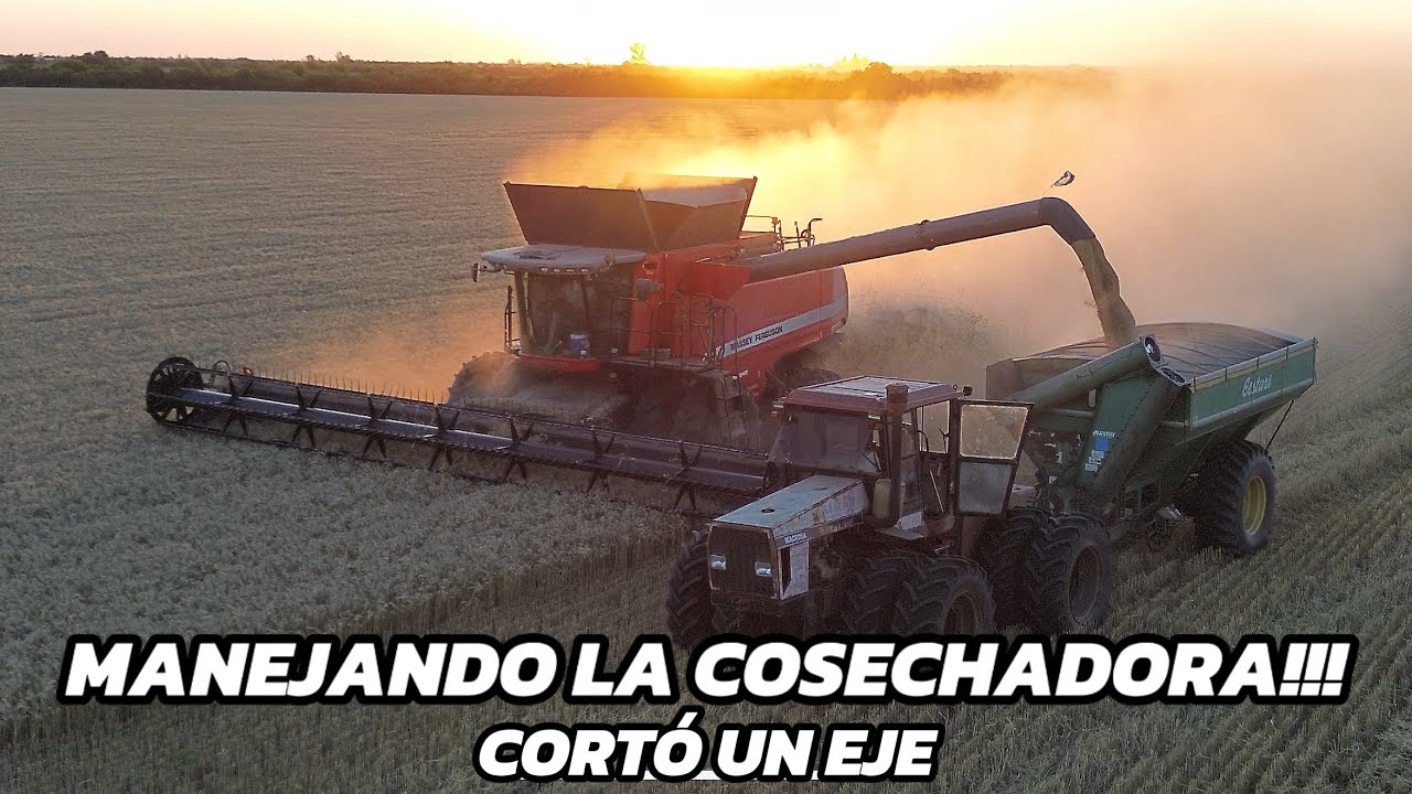 TREMENDO VIDEO de COSECHA de TRIGO en PLENA CAMPAÑA, manejando la 1450 y CORTÓ un SINFÍN!