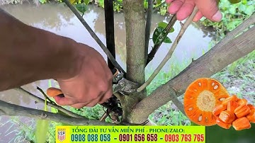 Hướng dẫn tỉa cành mít ruột đỏ ✅ Phân biệt cành đực cành cái - Mít ruột đỏ xơ vàng sớm trái