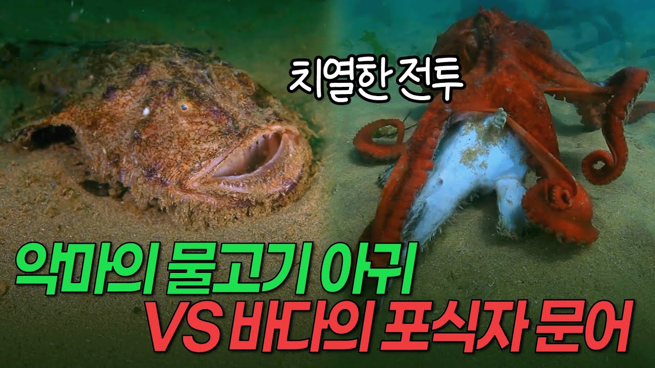 악마의 물고기 아귀 VS 바다의 포식자 문어, 한 시간의 대치 끝에 결과는? [환경스페셜 바다의 사냥꾼]/ KBS 20120502 방송