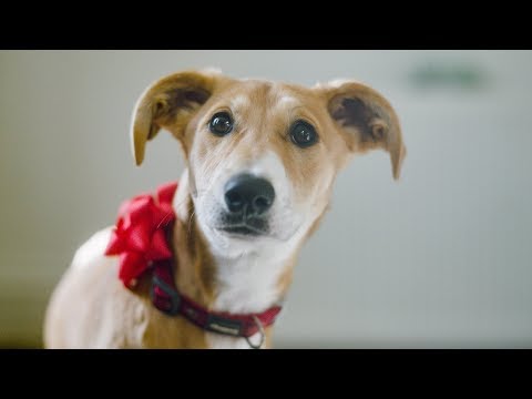 Festive ad with a difference 🐶🎄 A dog is for life, not just for Christmas® | Dogs Trust