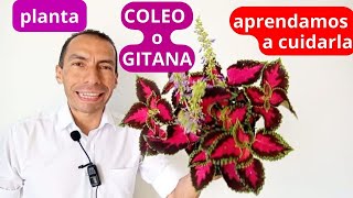 5 DETALLES PARA CUIDAR LA PLANTA COLEO O GITANA