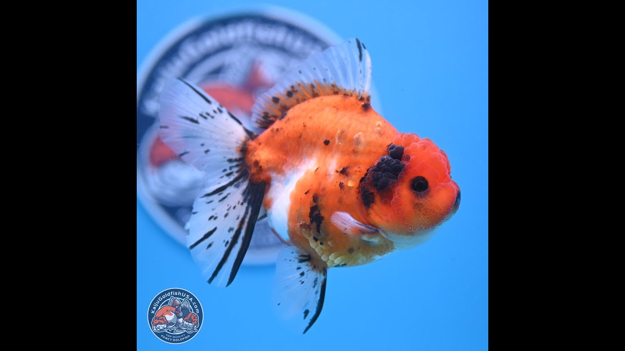Shogun Spray Roses Shogun Tricolor Rose Tail Sakura Oranda 3.5in Body (240802_OR01) - YouTube
