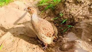 The sweet sound and fun of the wild partridge in the forest