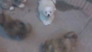 gani Puppies