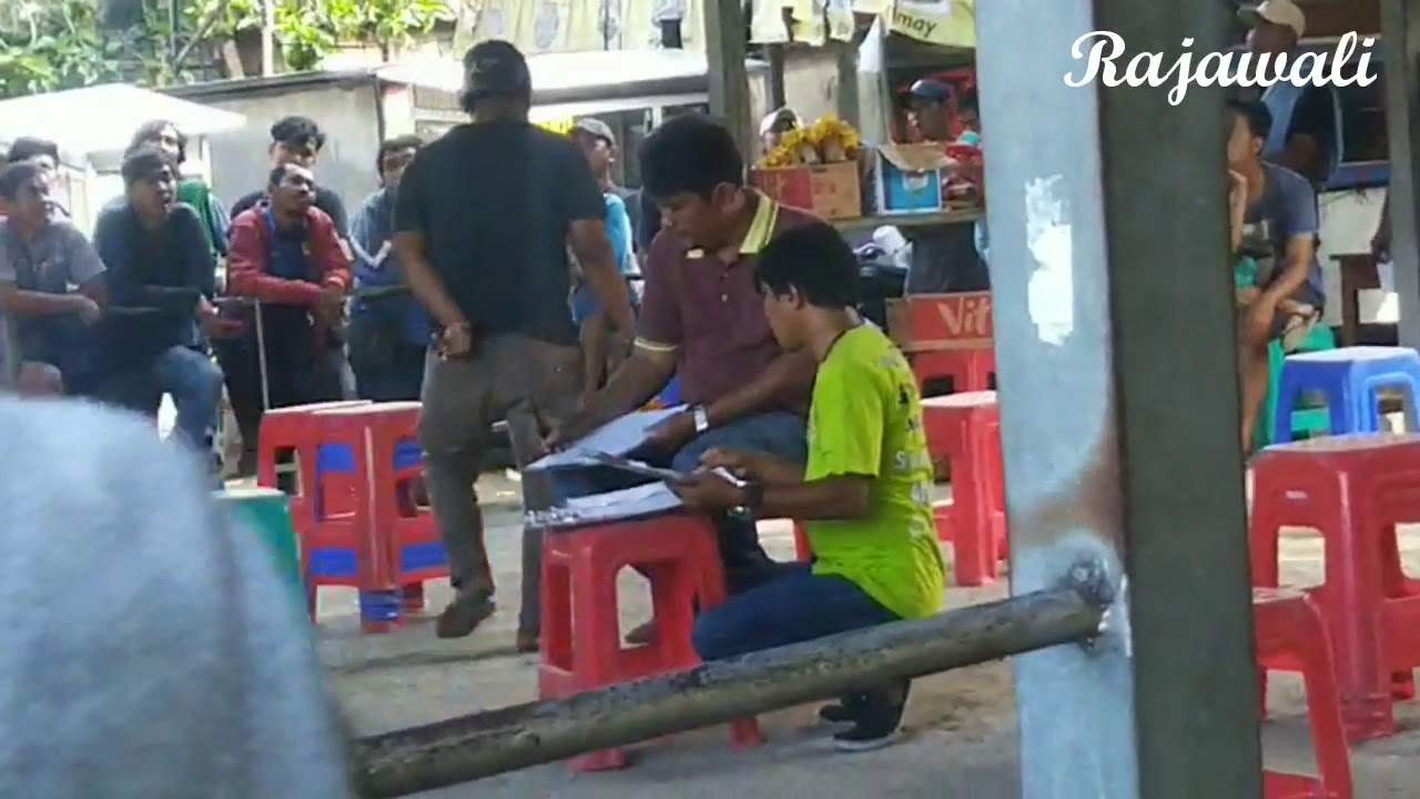 GANTANGAN BURUNG CUCAK IJO 