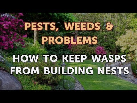 How to Keep Wasps From Building Nests