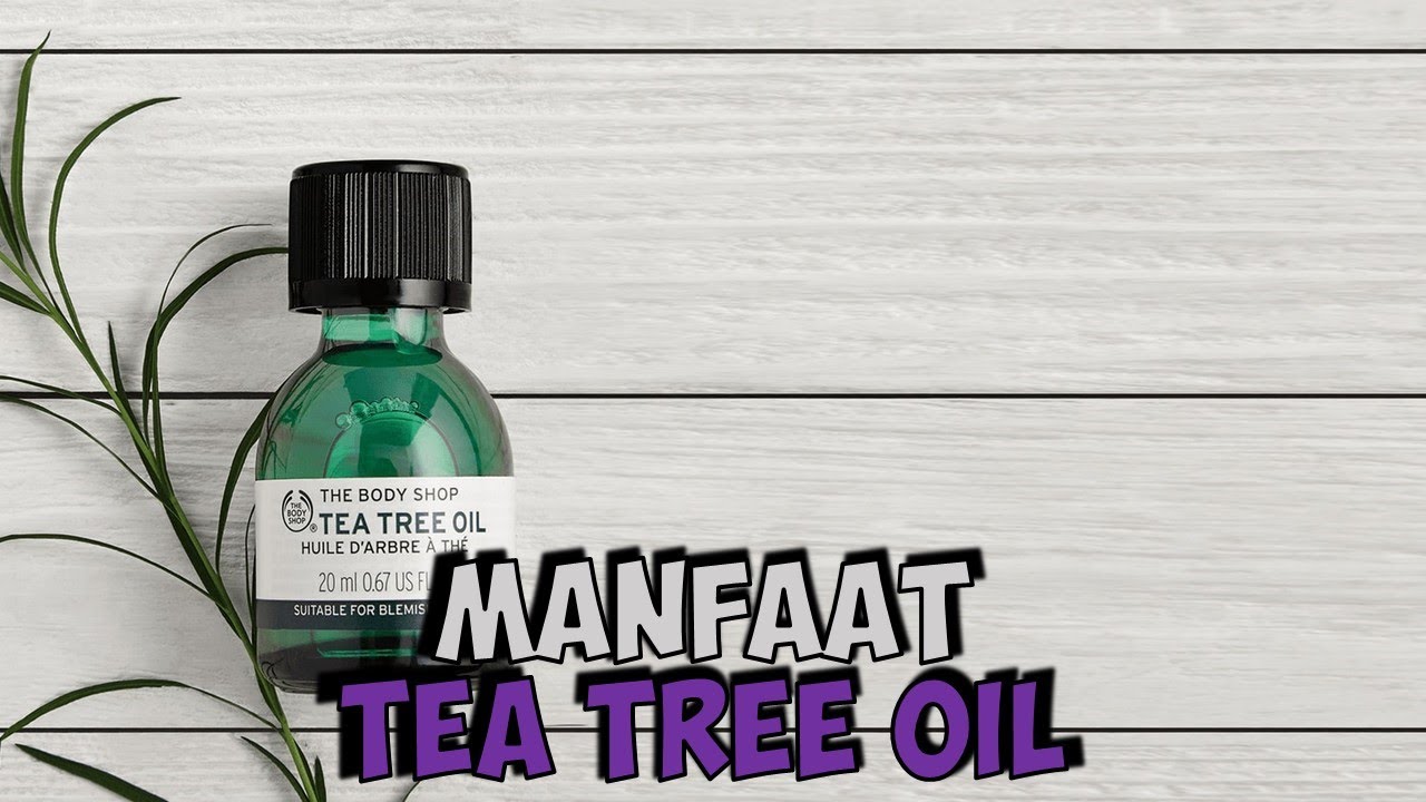 7 Manfaat Tea Tree Oil Untuk Kecantikan dan Rumah Tangga YouTube
