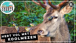 Koolmezen plukken hertenluisvliegen uit vacht van edelhert | Zelf Geschoten | Vroege Vogels