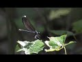 Jewelwing female releases pheromones