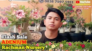   Flash Sale Adenium Bunga Tumpuk Dan Karakter 01 Juni 2026rachmannursery adenium