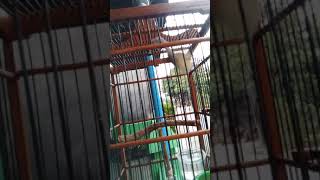 Download Mp3 prenjak betina super fighter Gudang lagu Download Mp3 prenjak betina super fighter