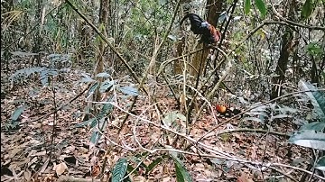 dib qaib tuaj zoo kawg li, nyiam nus tau nawb /30/3/2023/