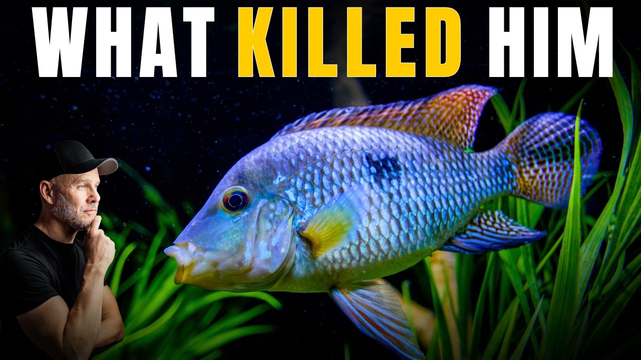 What KILLED My Beautiful Pearl Cichlid?